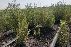 Thyme from Kenya